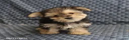 Morkie dogs for sale: Alex - Ad 5