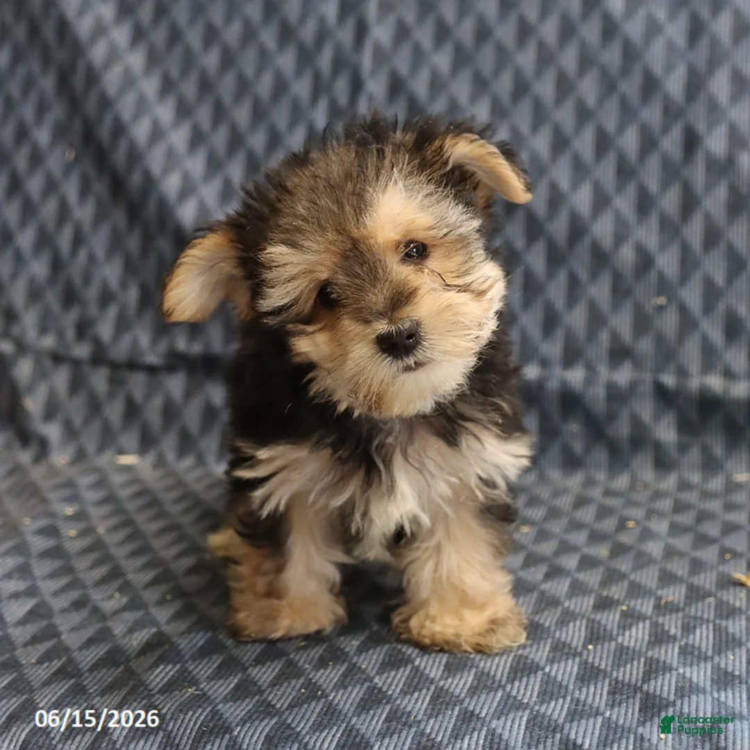 Morkie dogs for sale: Alex - Ad 5