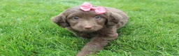 Mini Aussiedoodle dogs for sale: Cora - Ad 5