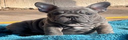 French Bulldog dogs for sale: Peanut  - Ad 1