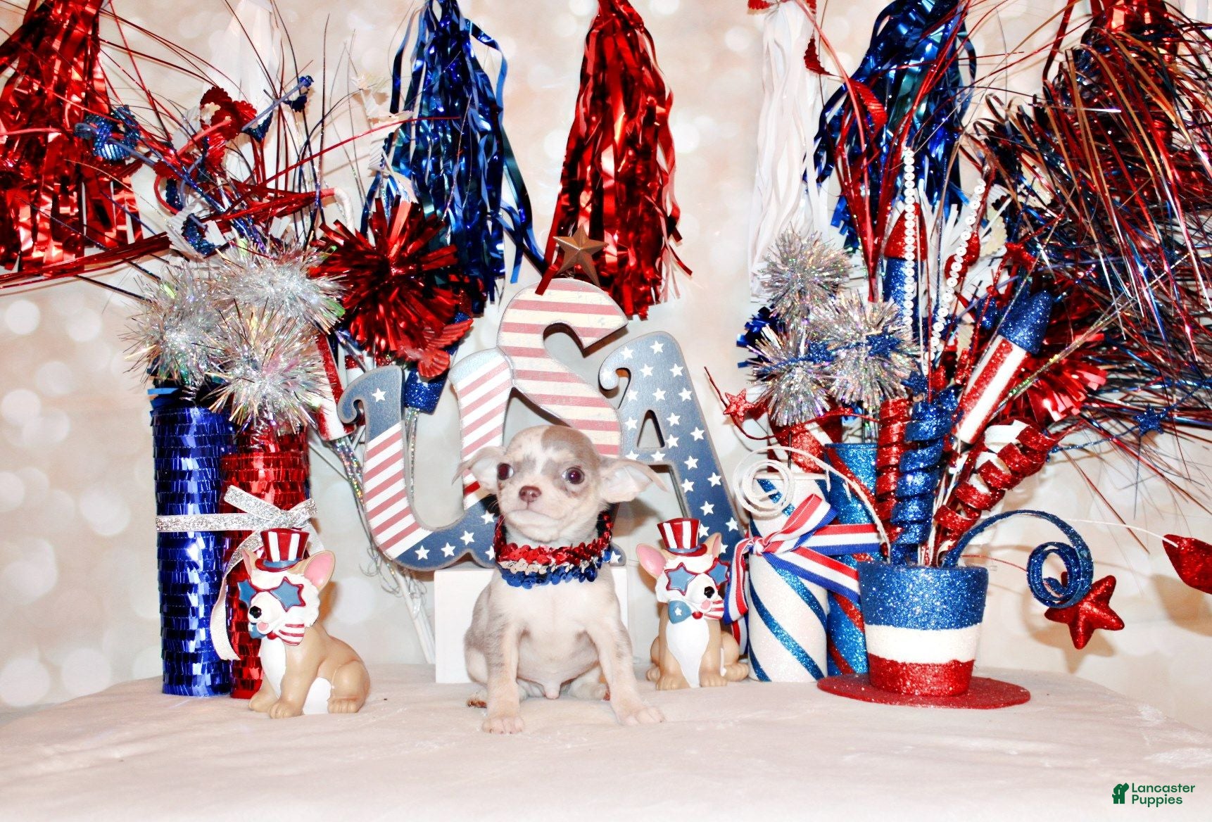 Chihuahua dogs Dover - Ad 2