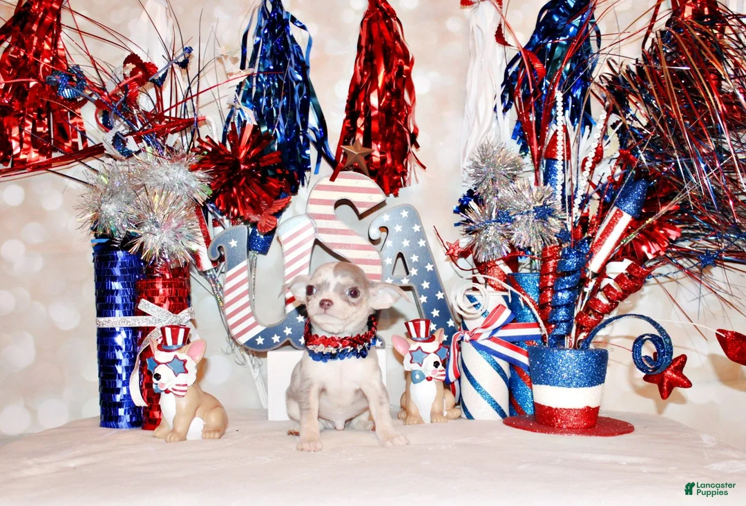Chihuahua dogs for sale: Dover - Ad 2