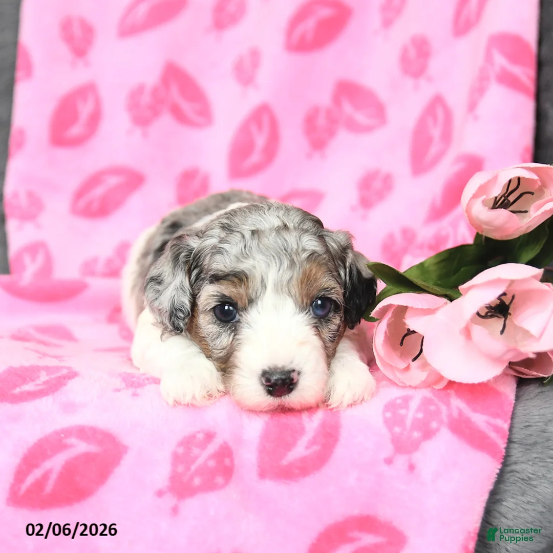 Bichpoo dogs for sale: Dexter - Ad 4