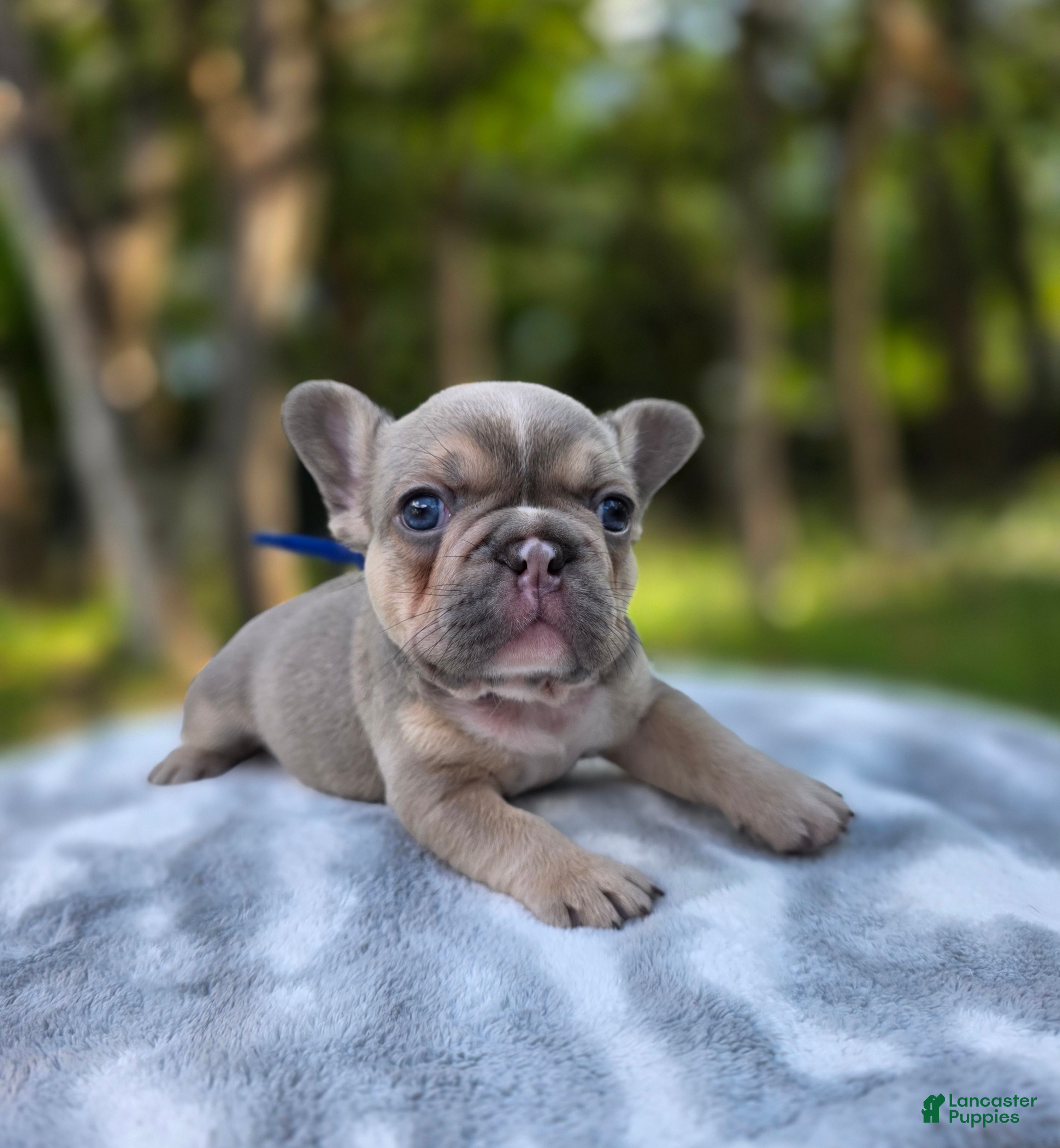 French Bulldog dogs Artemis - Ad 12