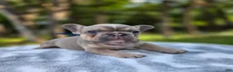 French Bulldog dogs for sale: Artemis - Ad 1