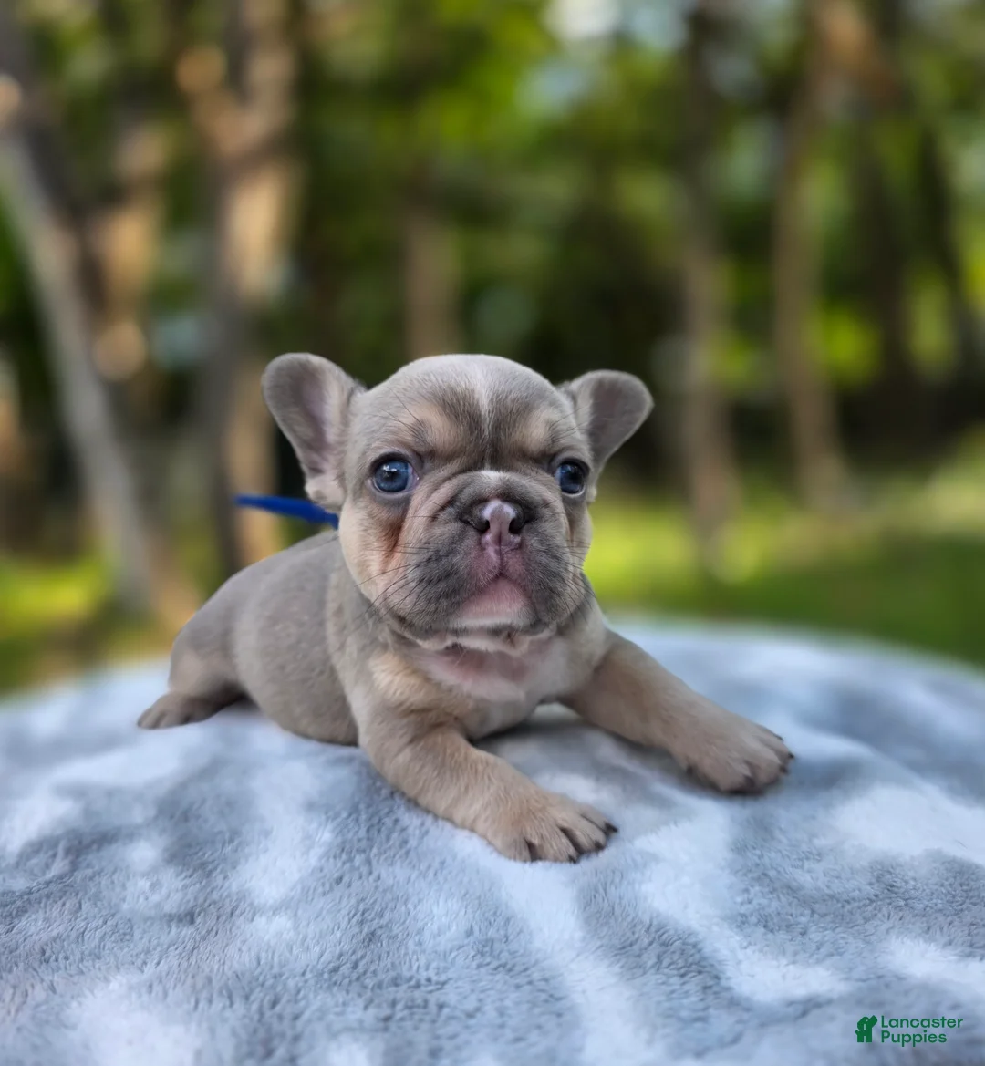 French Bulldog dogs for sale: Artemis - Ad 1