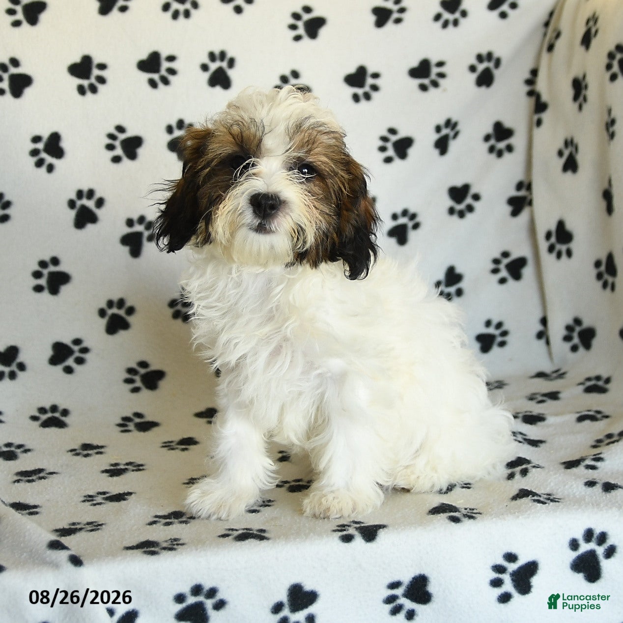 Mixed Breed dogs Utopia - Ad 2