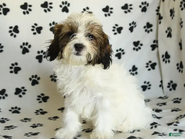 Mixed Breed dogs for sale: Utopia - Ad 2