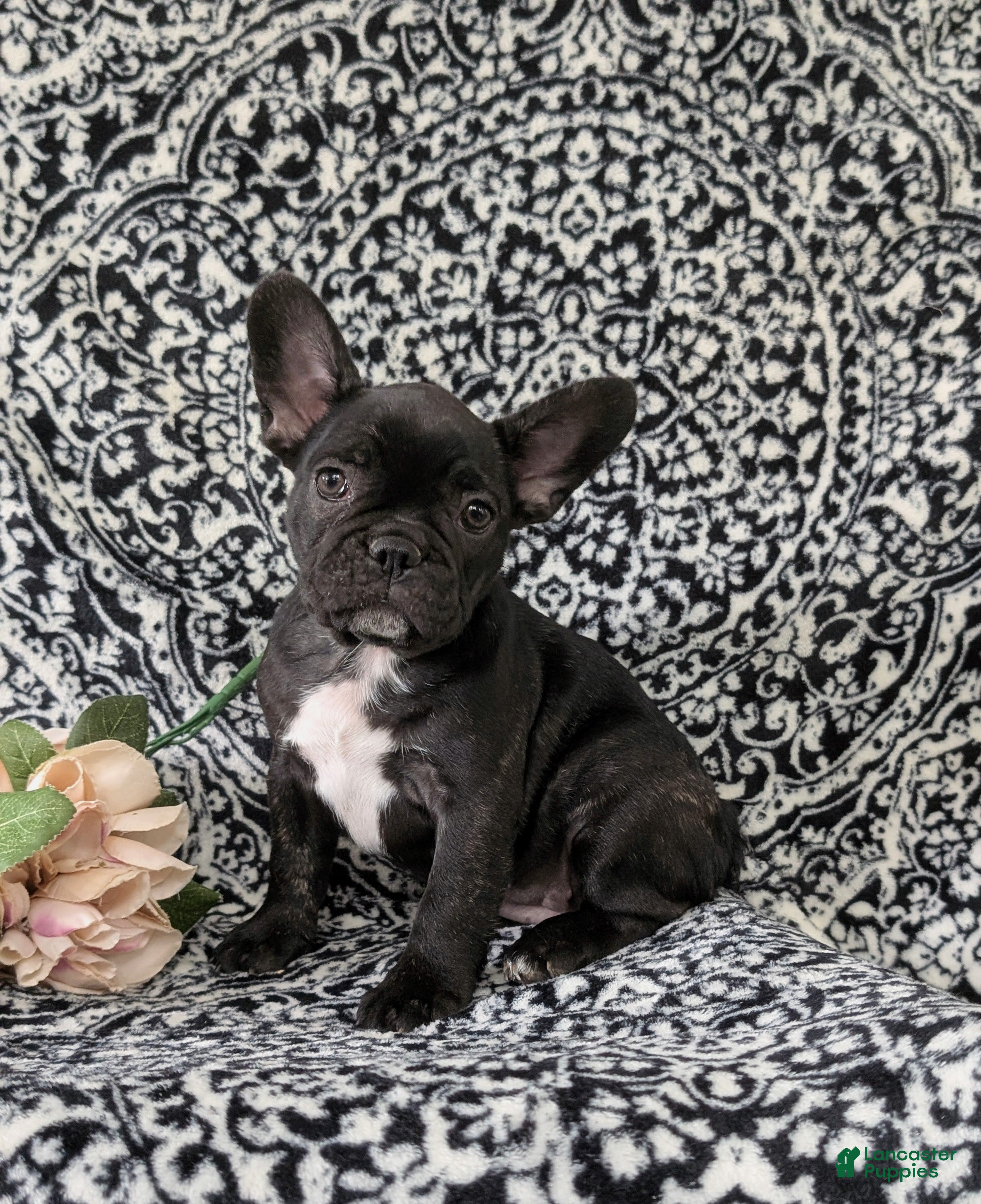 French Bulldog dogs Nadia - Ad 13