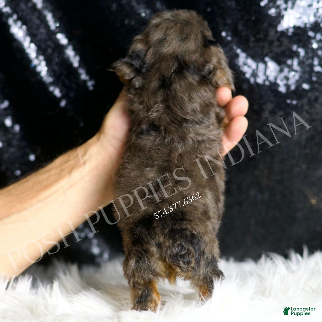 Toy Poodle dogs for sale: Jameson - Ad 4