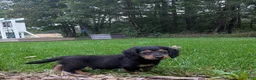 Miniature Dachshund dogs for sale: River  - Ad 4