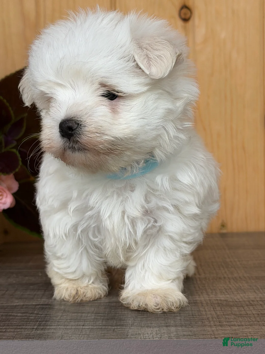 Maltese dogs for sale: Twix - Ad 2