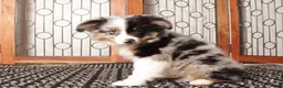 Miniature Australian Shepherd dogs for sale: Miniature Australian Shepherd 2 - Ad 4