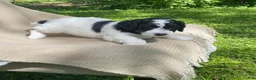 Mixed Breed dogs for sale: Strudel - Ad 11