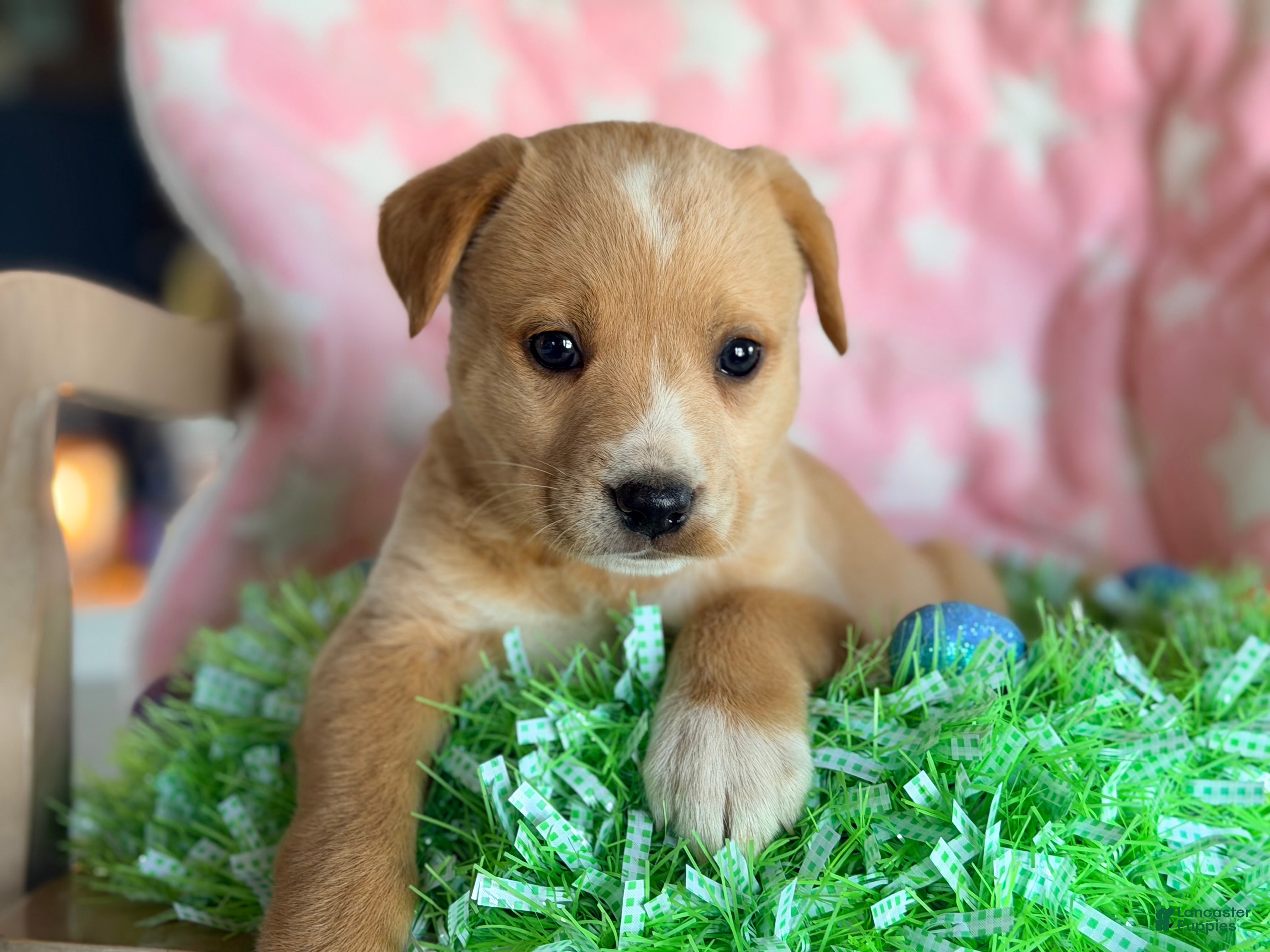 Mixed Breed dogs Golden Aussie Puppy 3 - Ad 18