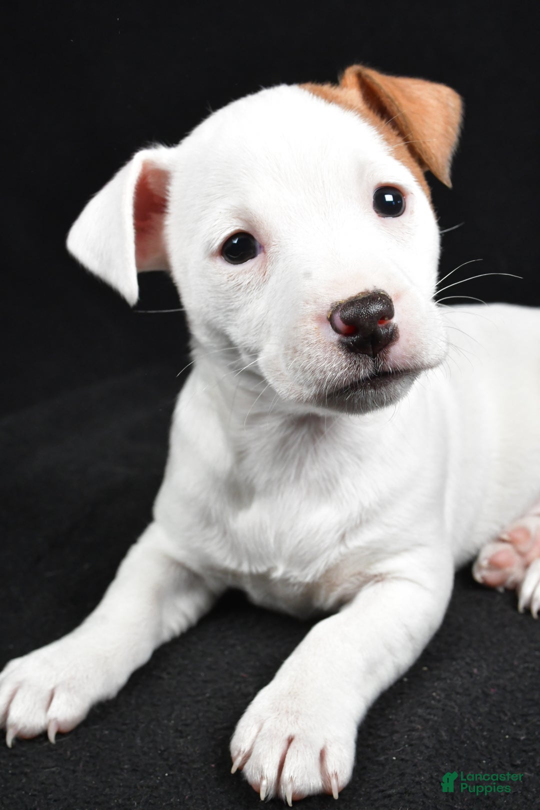 Jack Russell Terrier dogs for sale: Pansy - Ad 3