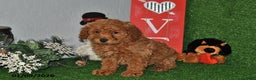 Bichpoo dogs for sale: Snuggles   - Ad 2