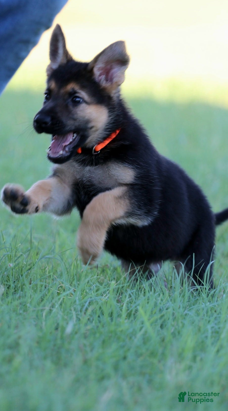German Shepherd dogs Orange Collar - Ad 6