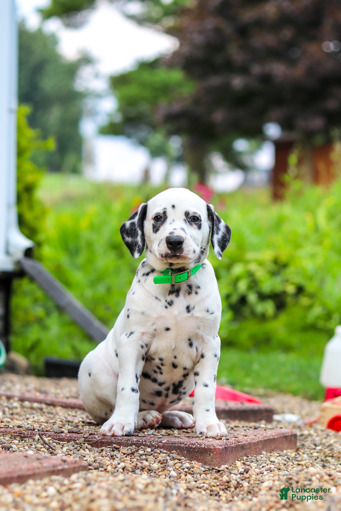 Dalmatian dogs Tami - Ad 2