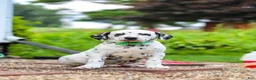Dalmatian dogs for sale: Tami - Ad 2