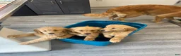Golden Retriever dogs for sale: Golden Retriever 2 - Ad 2