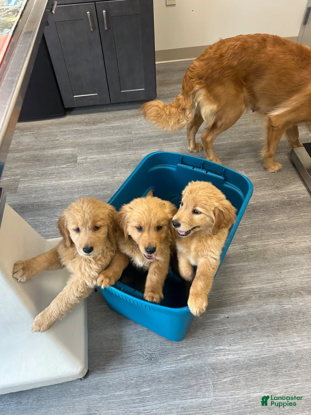 Golden Retriever dogs for sale: Golden Retriever 2 - Ad 2