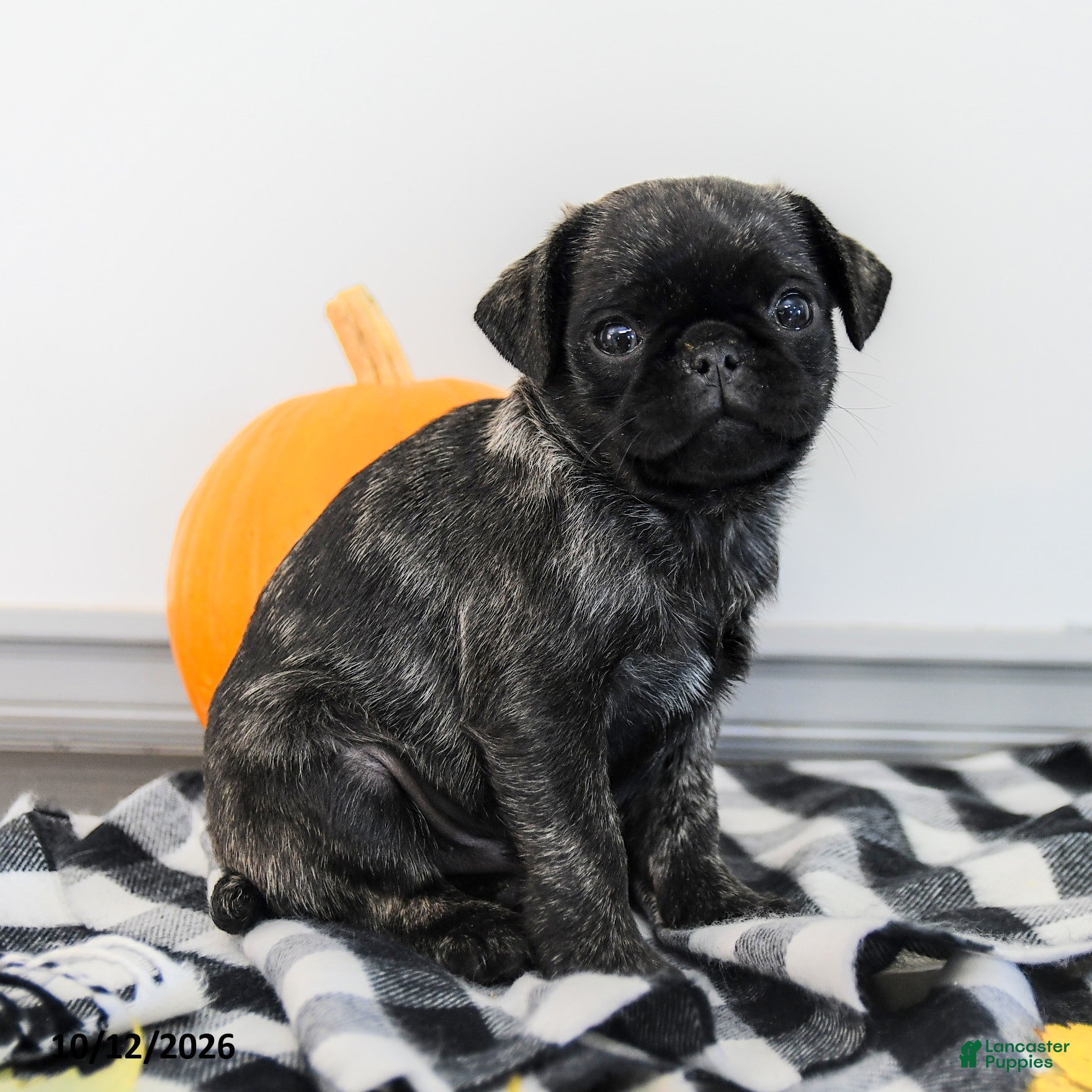 Pug dogs Patrick - Ad 1