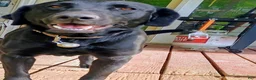 Labrador Retriever dogs for sale: Labrador Retriever Puppy 1 - Ad 3