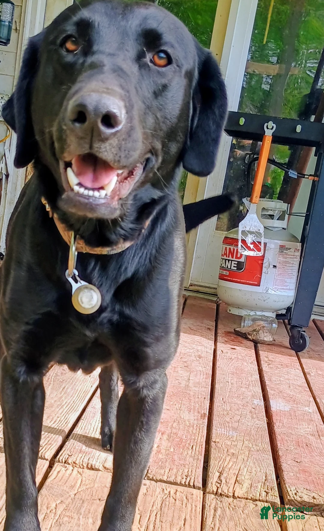 Labrador Retriever dogs for sale: Labrador Retriever Puppy 1 - Ad 3