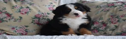 Bernese Mountain Dog dogs for sale: Bernard  - Ad 10