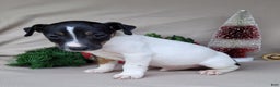 Jack Russell Terrier dogs for sale: FOSTER of Westfork - Ad 8