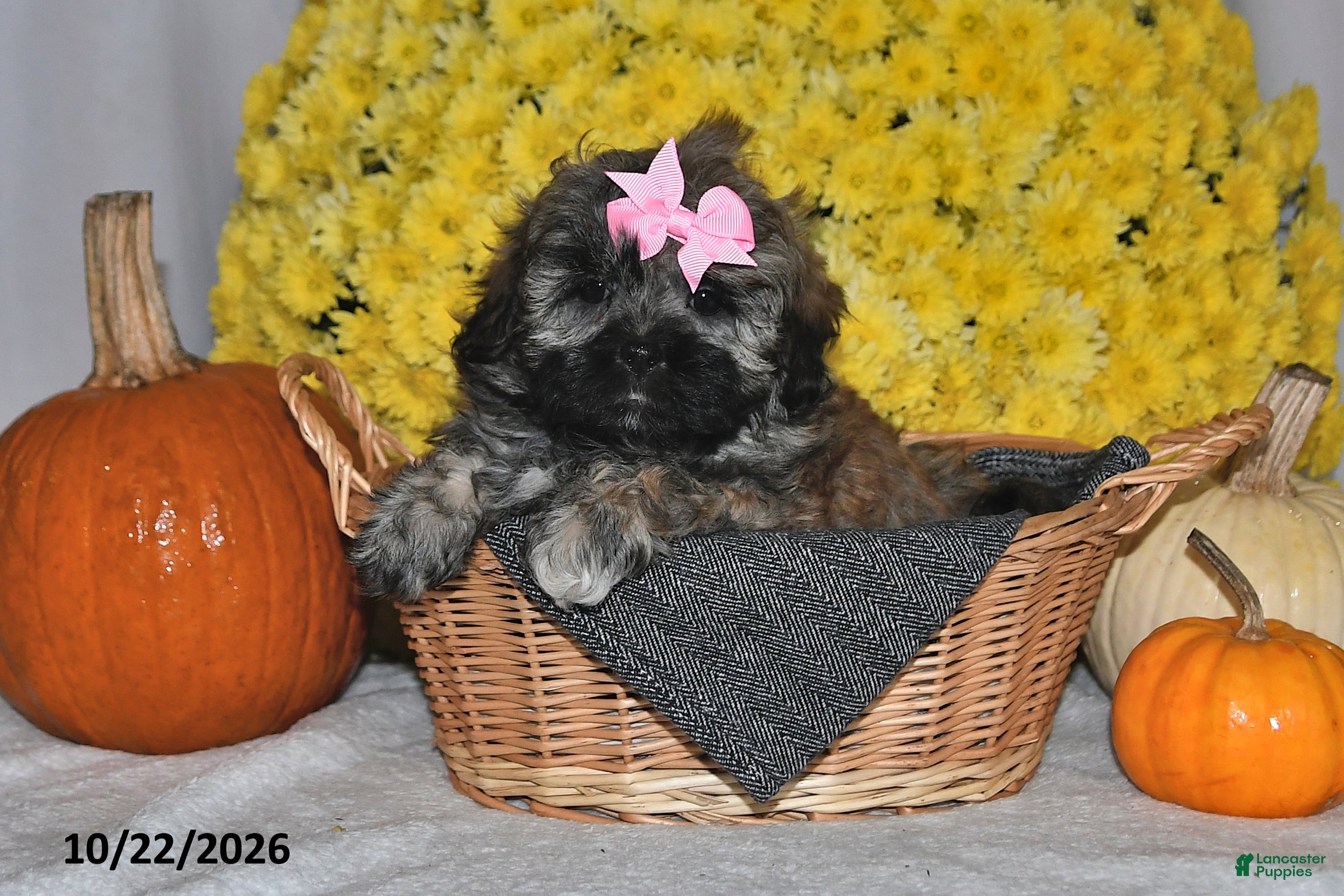 Shihpoo dogs for sale: Tessie - Ad 1