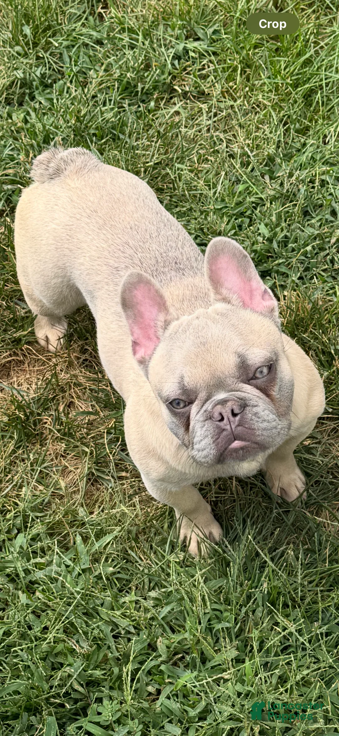 French Bulldog dogs for sale: Zina - Ad 6
