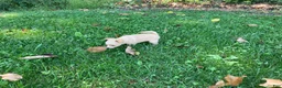 Chihuahua dogs for sale: Rudy - Ad 12