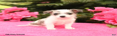 Daisy