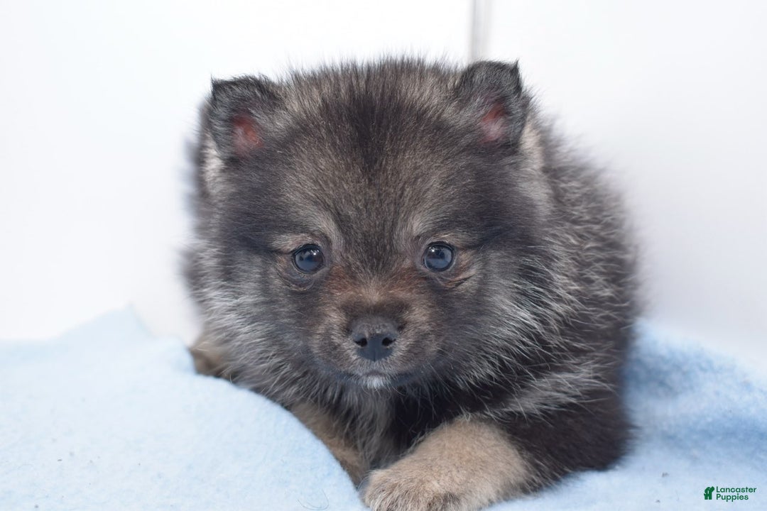 Pomsky dogs for sale: Lobo - Ad 3