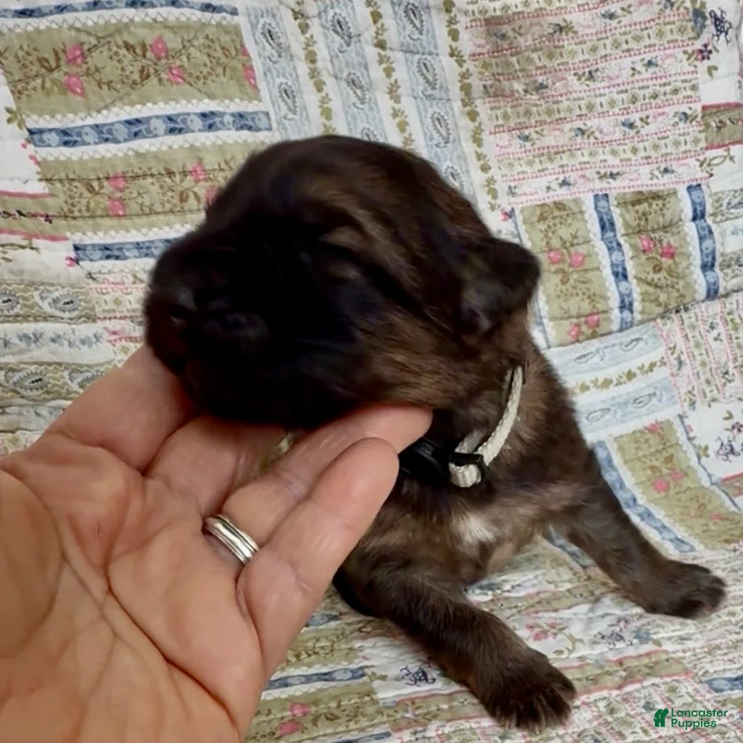 German Shepherd dogs for sale: THALIA - Ad 1