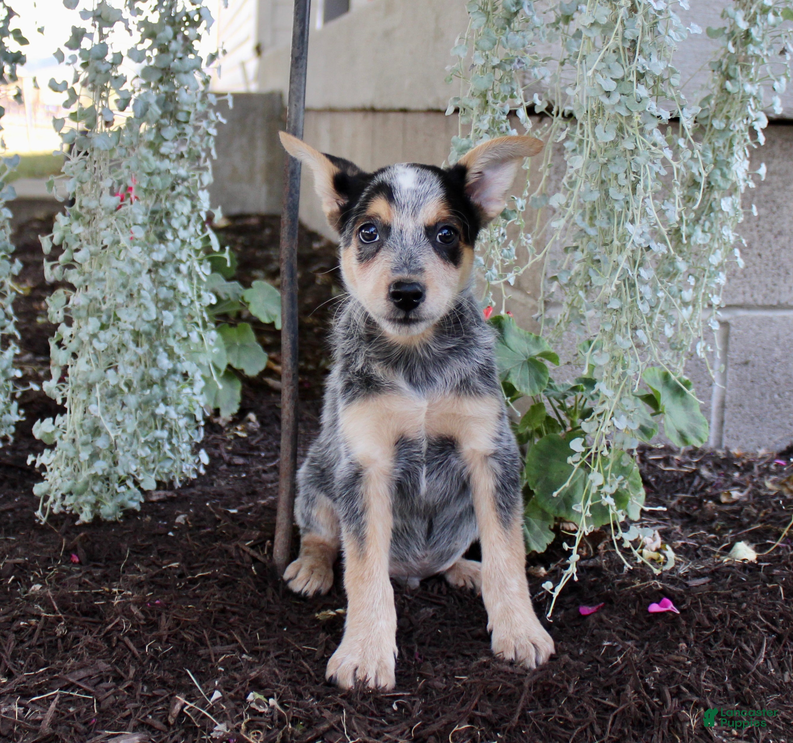 Mountain Cur Mix Blue Heeler Mountain Feist Mix Squirrel Dog Breed