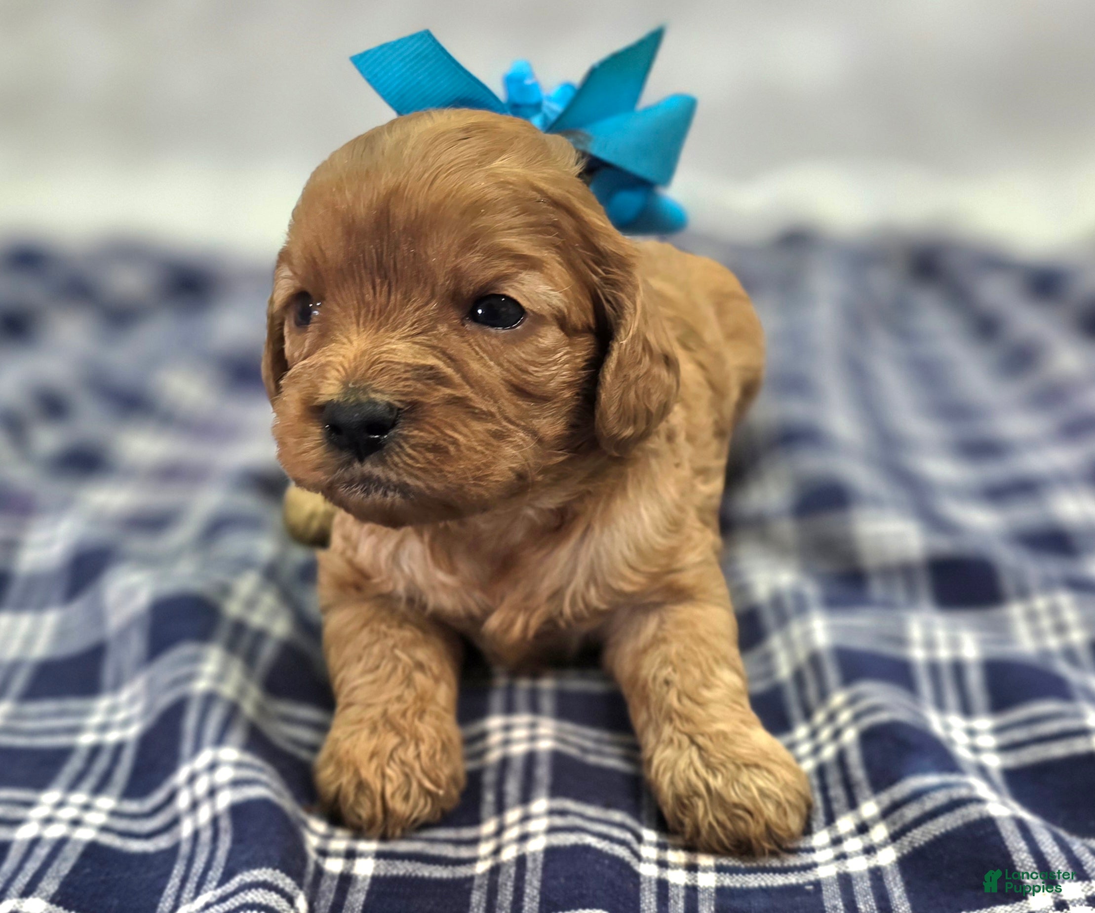 Cavapoo dogs Flint - Ad 8