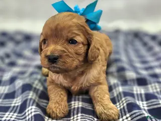 Cavapoo dogs Flint - Ad 8