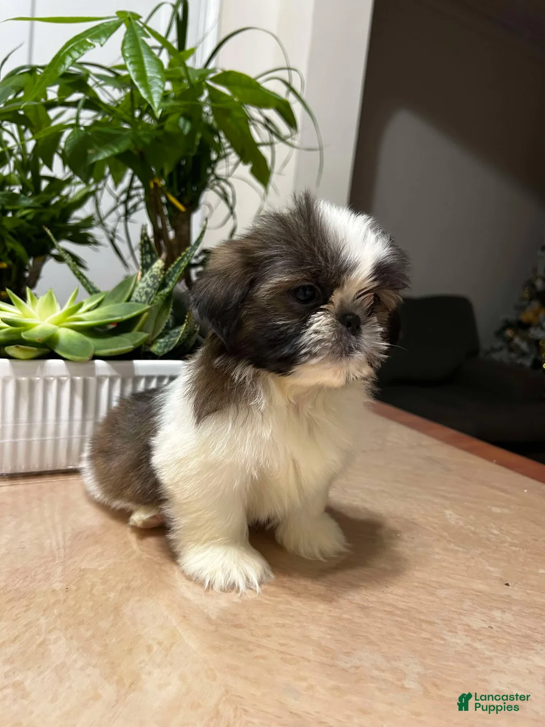 Shih Tzu dogs for sale: Annie - Ad 3