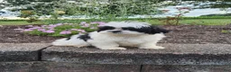 Shih Tzu dogs for sale: Teddy - Ad 5