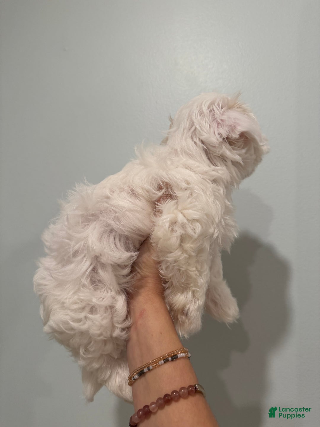 Maltese dogs for sale: Fluffy - Ad 4