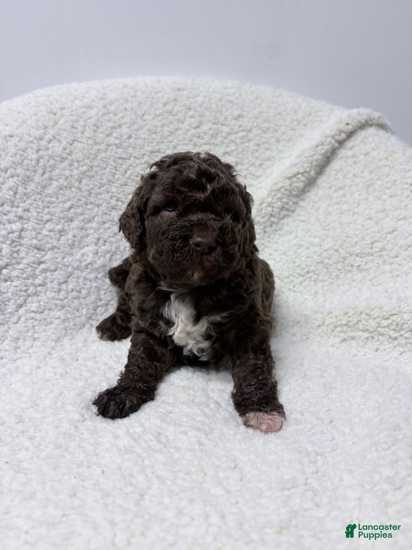 Lagotto Romagnolo dogs for sale: Sue - Ad 2