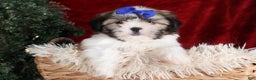 Shih Tzu dogs for sale: Jared - Ad 3