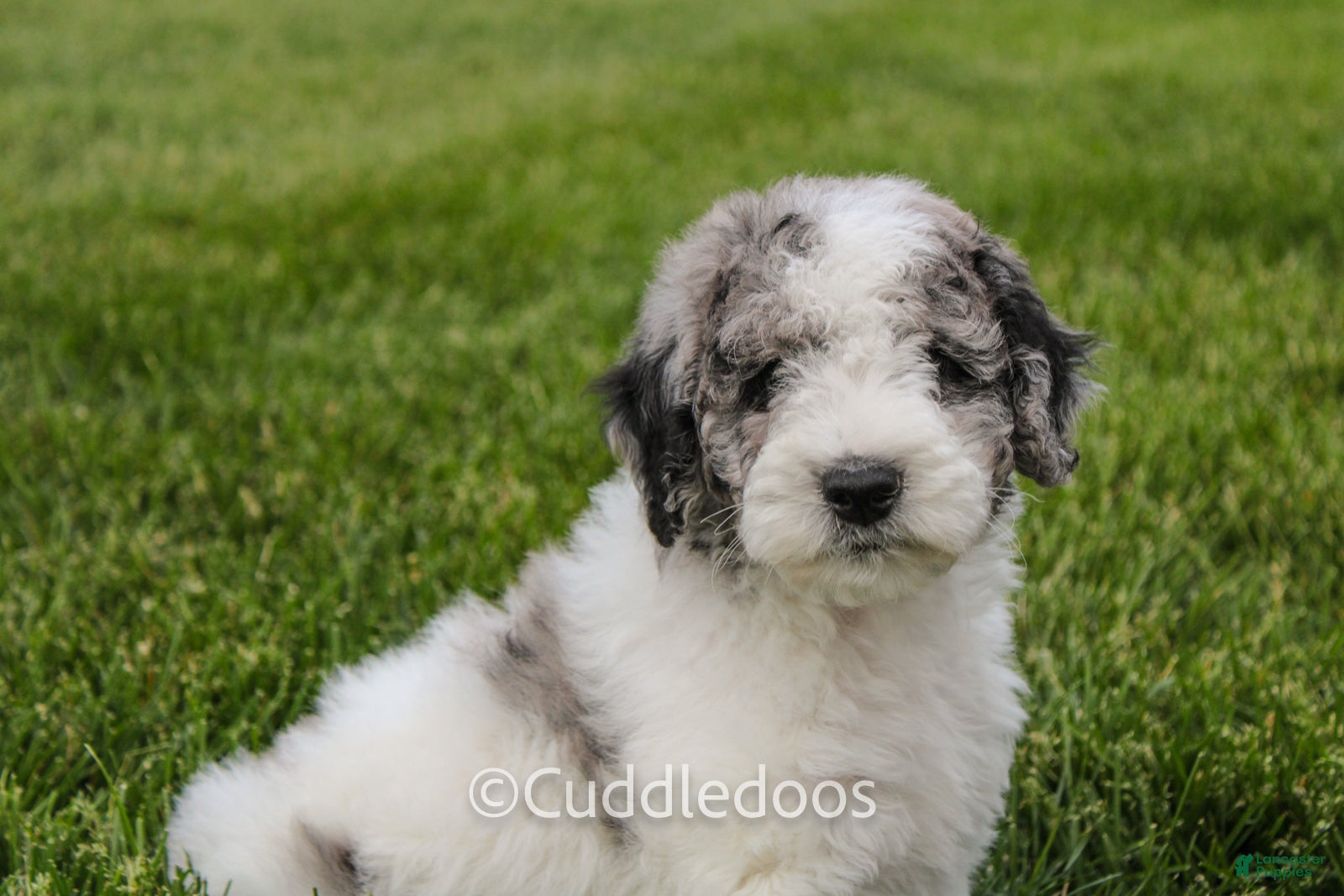 Mixed Breed dogs Cliff - Ad 2