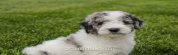 Mixed Breed dogs for sale: Cliff - Ad 1
