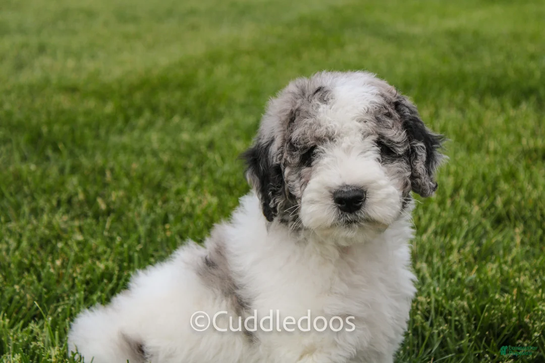 Mixed Breed dogs for sale: Cliff - Ad 1