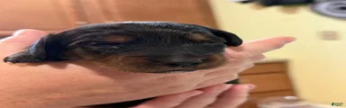 Miniature Dachshund 6