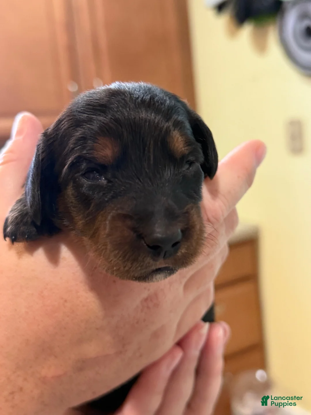 Miniature Dachshund dogs for sale: Miniature Dachshund 6 - Ad 1